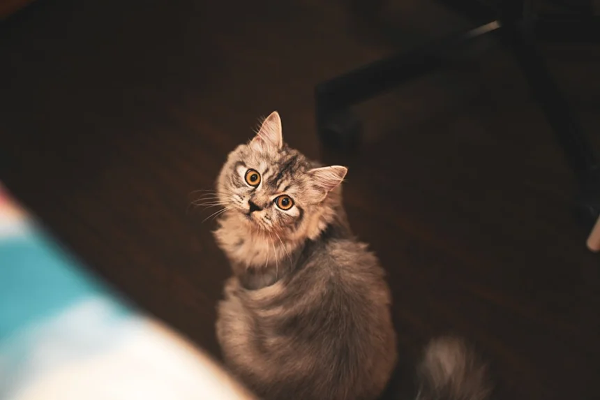 Charm