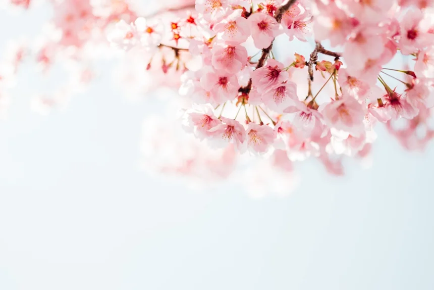 Cherry Blossom