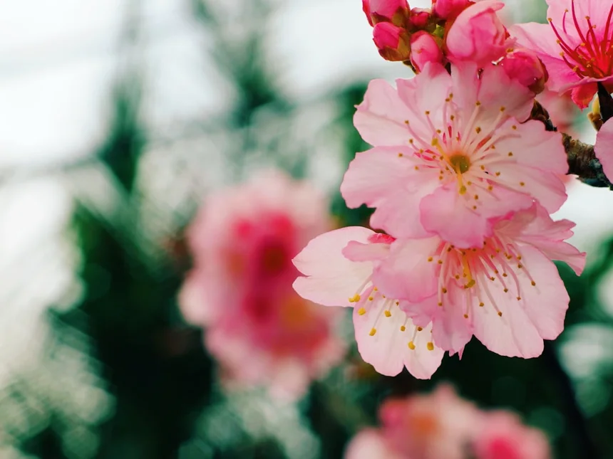 Cherry Blossoms
