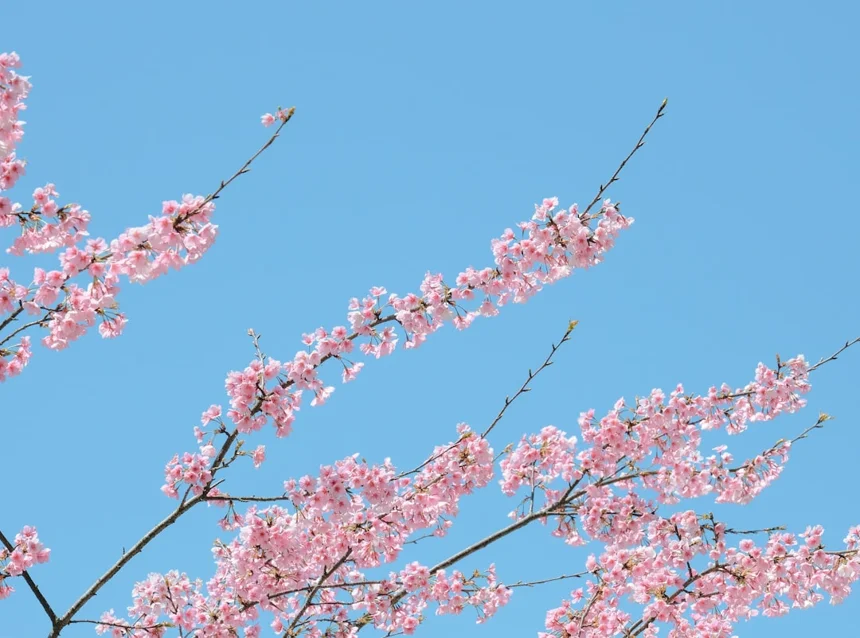 Cherry blossom.