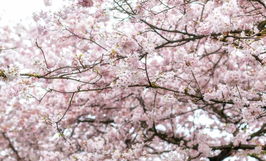 Cherry blossom.