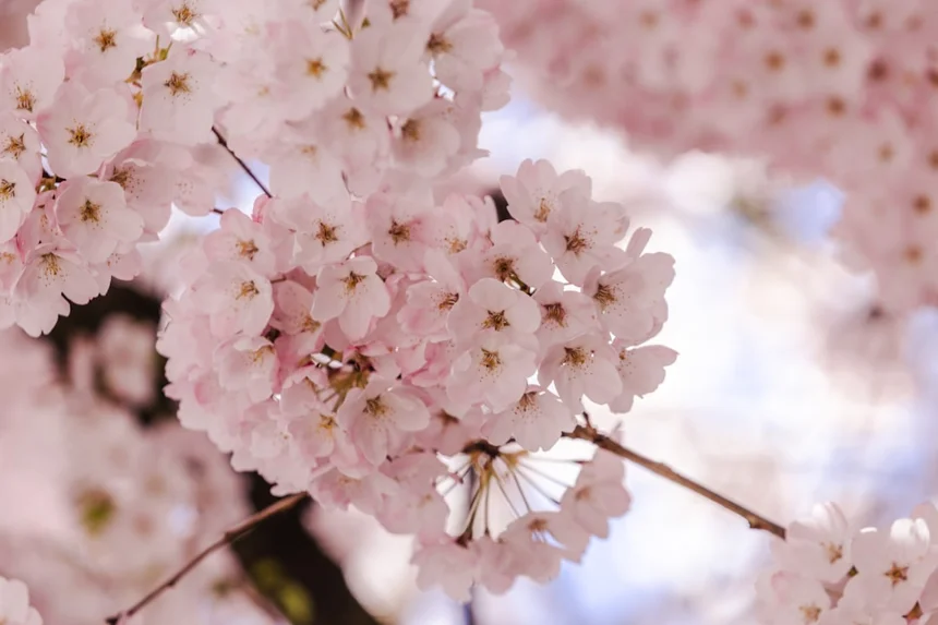 Cherry blossom.