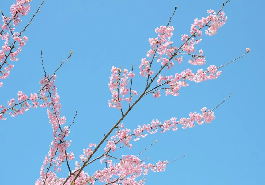 Cherry blossoms.