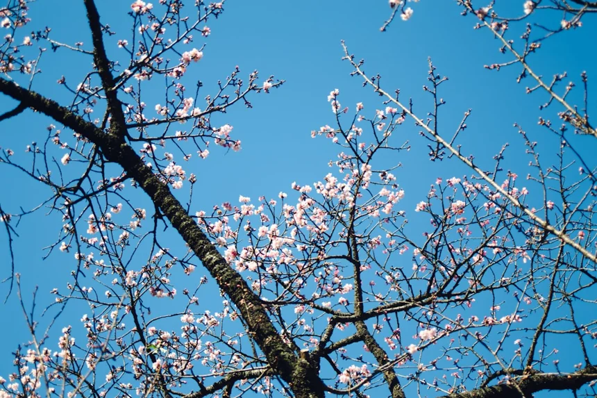 Cherry blossoms.