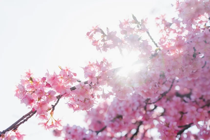 Cherry blossoms.