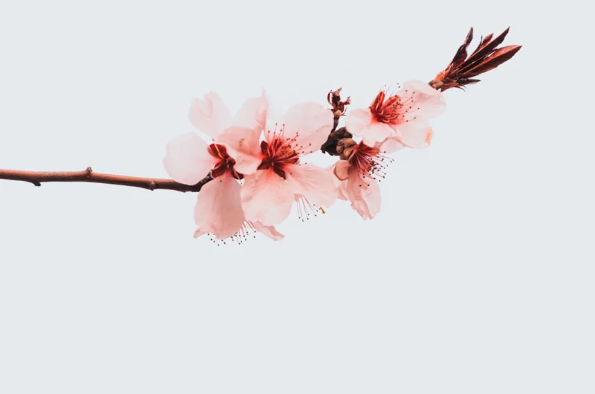 Cherry blossoms