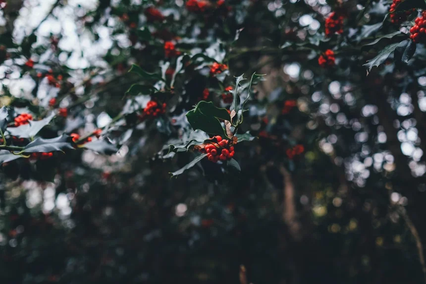 Christmas
