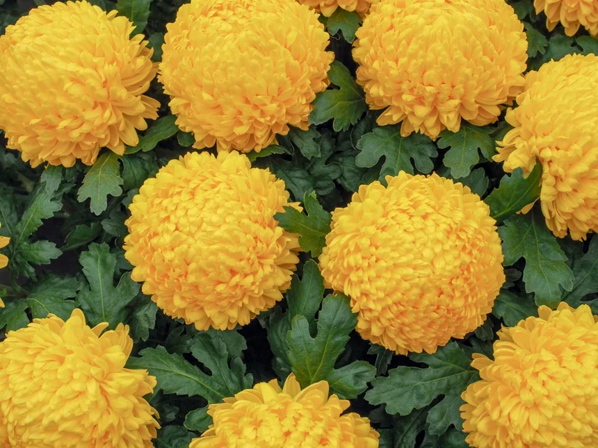 Chrysanthemum.