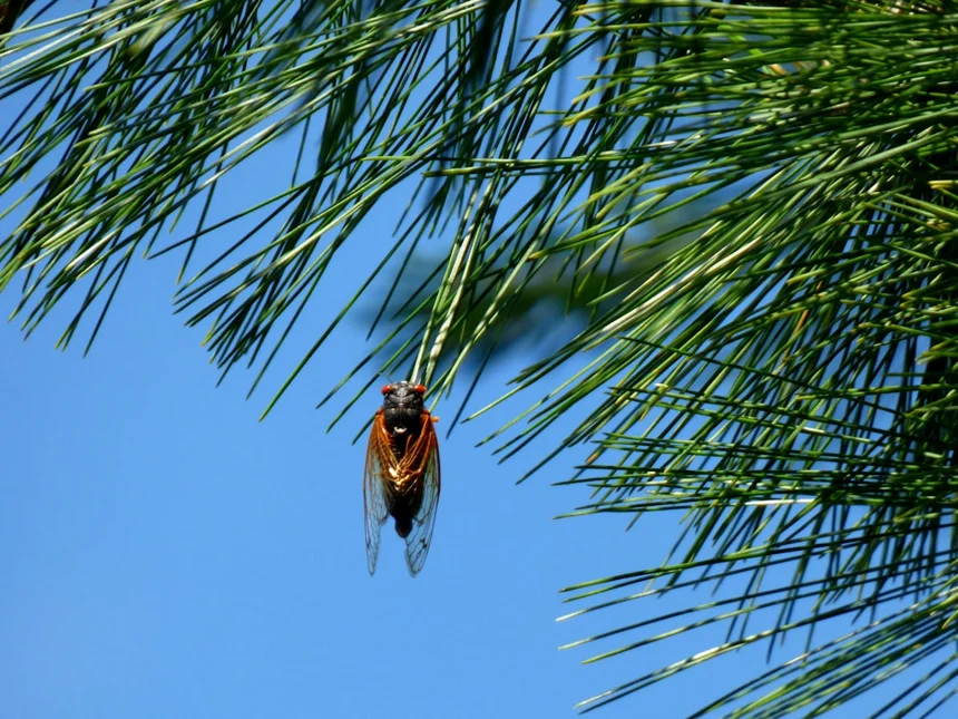 Cicada