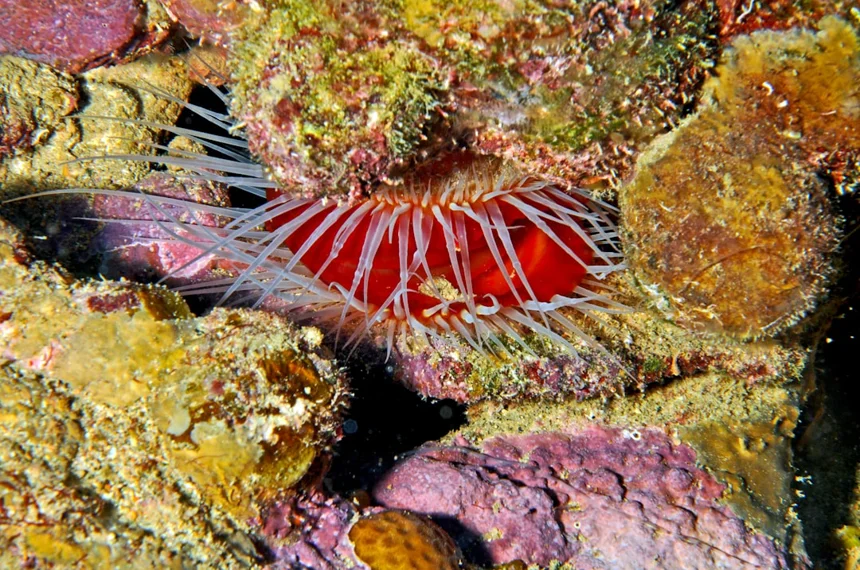 Clam