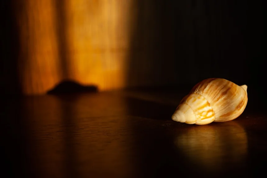Clam