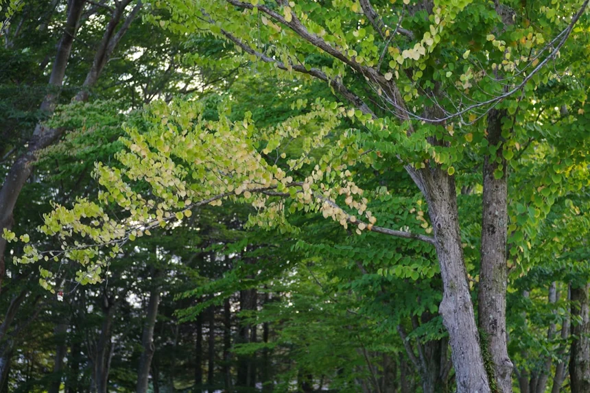 Cornus (as in Cornus officinalis, the scientific name for the Japanese dogwood, which produces the flower in question)