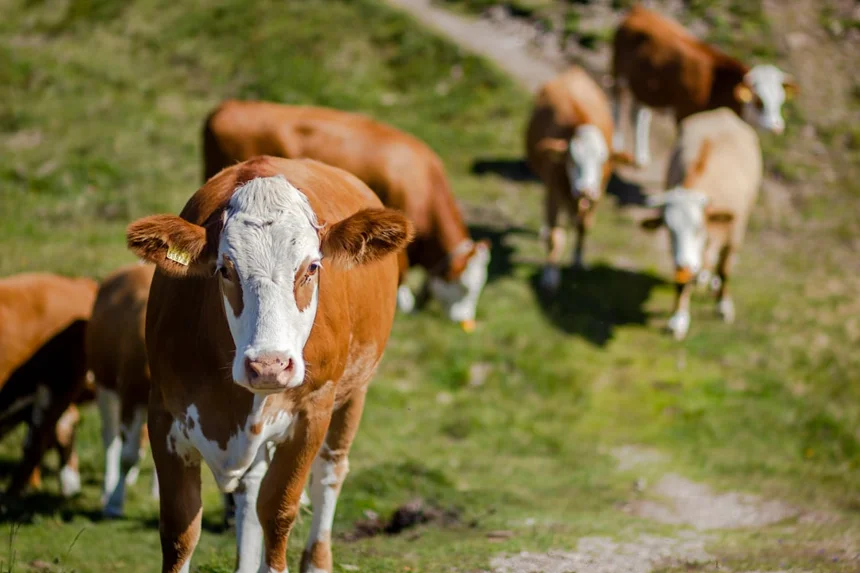 Dairy farm