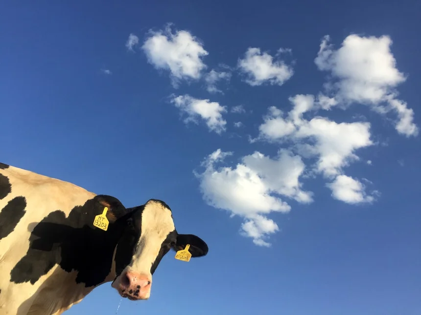 Dairy