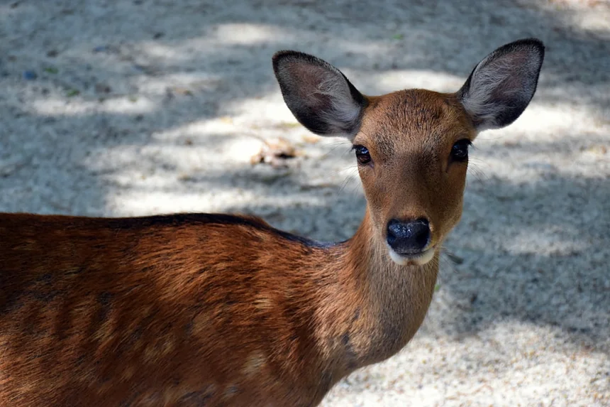 Deerpark