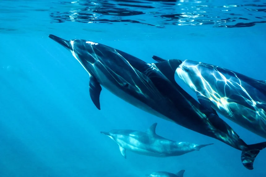 Dolphin