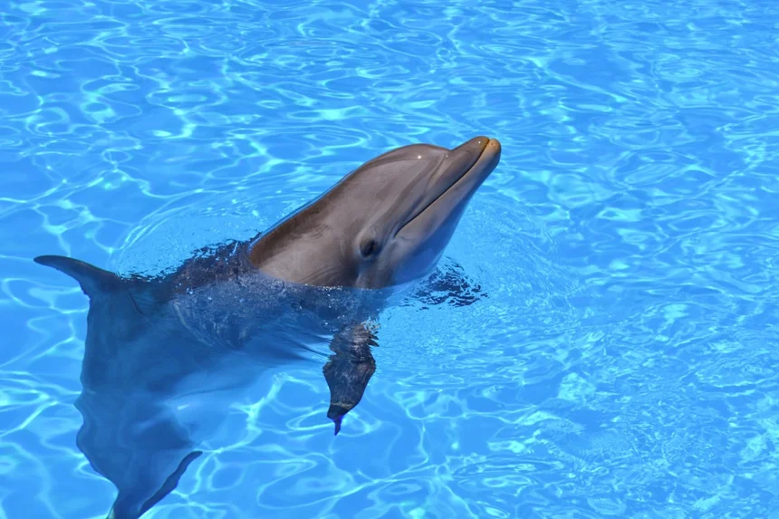 Dolphin