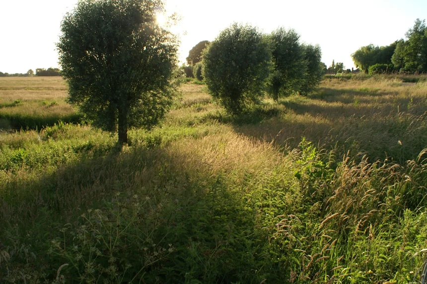 Eco-land.