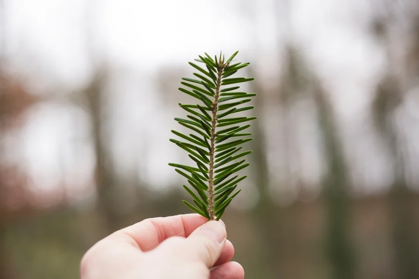Ecological