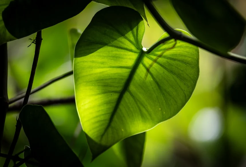 Ecology