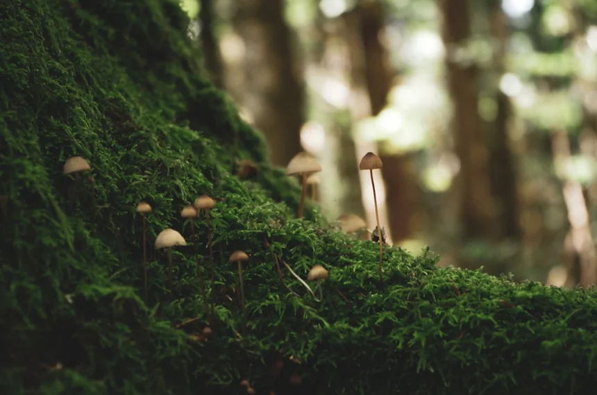 Ecosystem