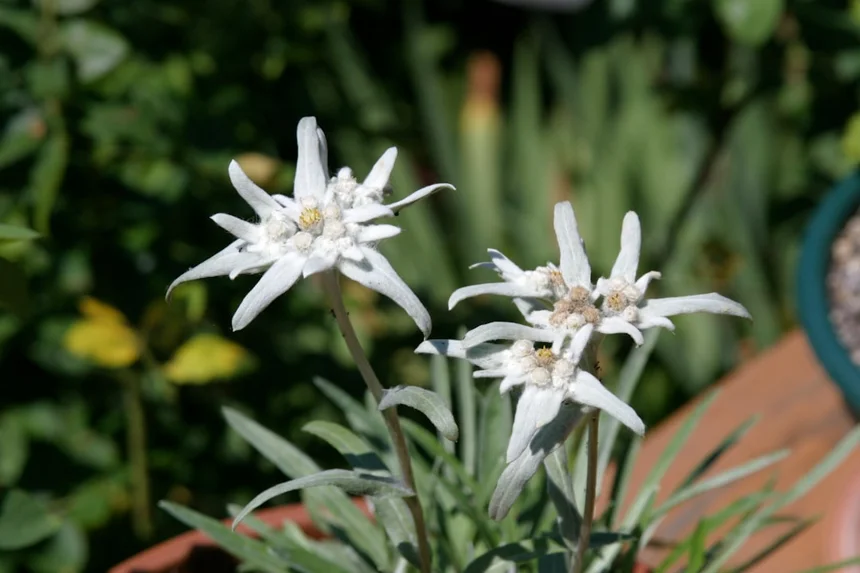 Edelweiss