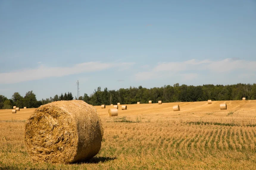 Farm.