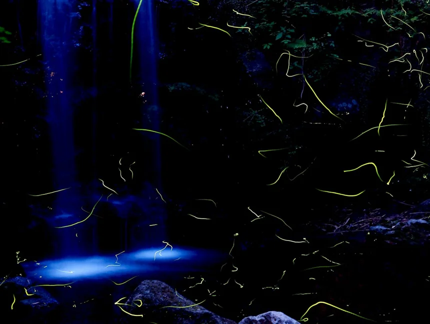 Firefly