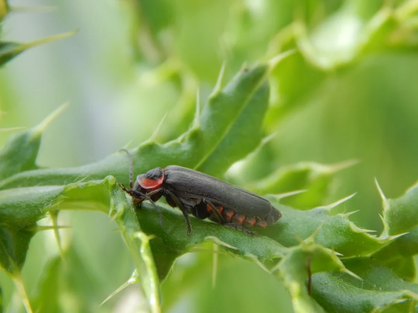 Firefly