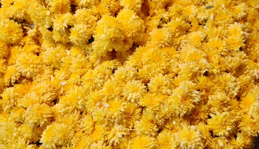 Flower Festival