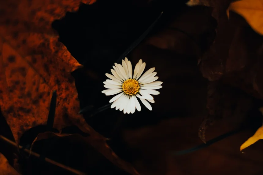 Flower.