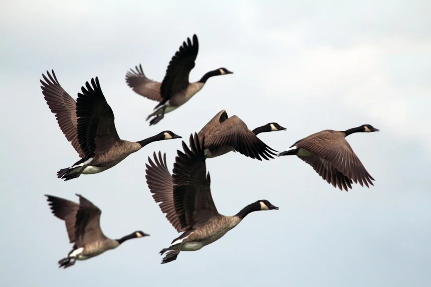 Geese