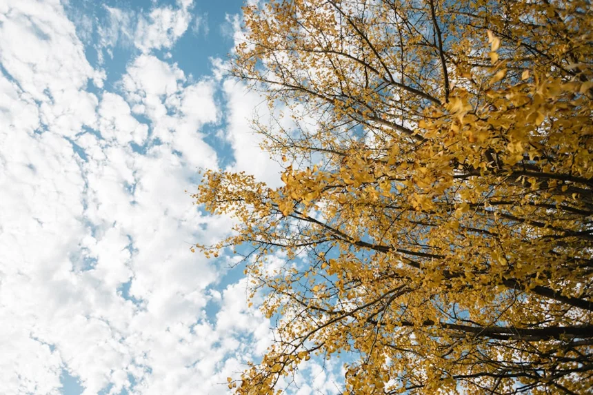 Ginkgo.