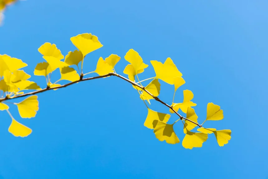 Ginkgo
