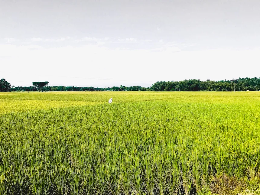 Gochang Barley Field