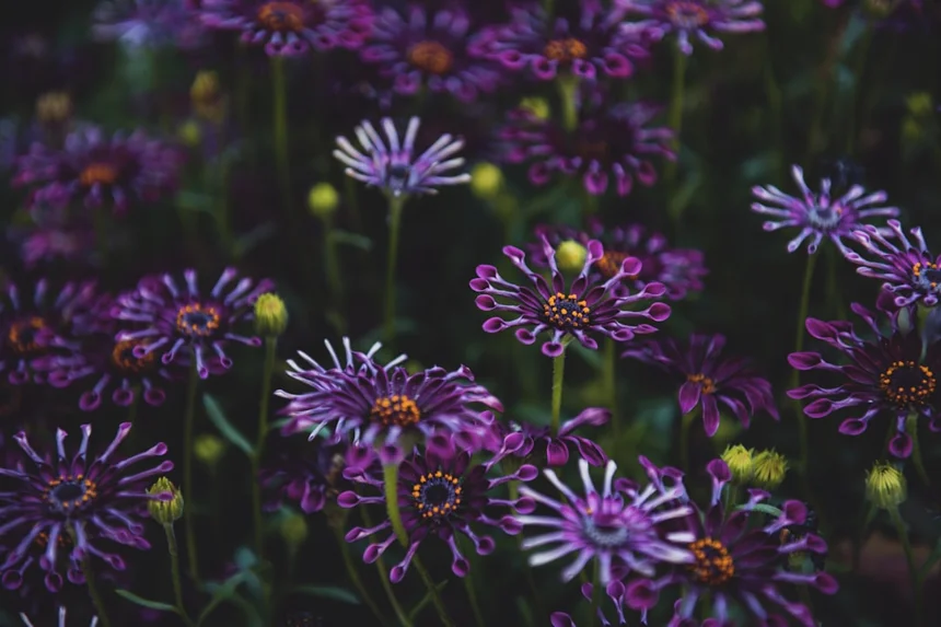 Harmony