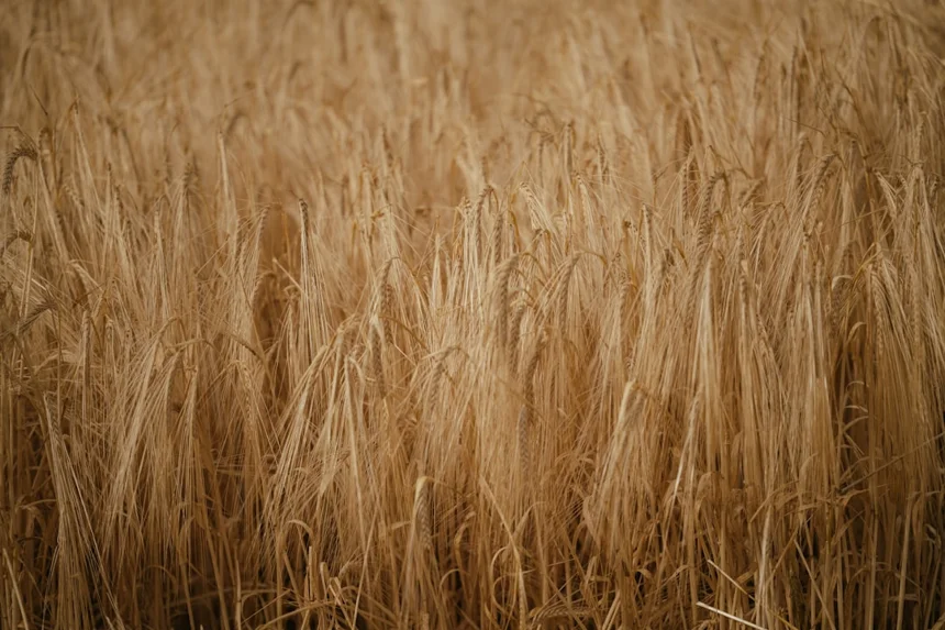 Harvest.