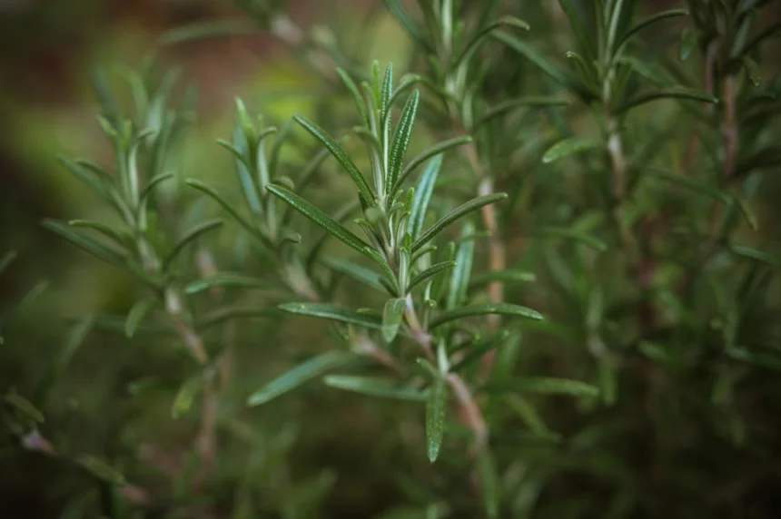 Herb