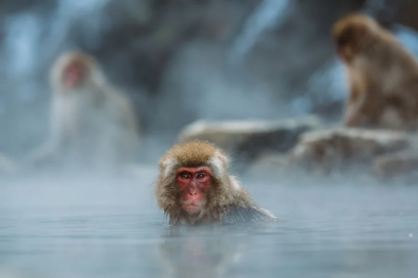 Hot Spring