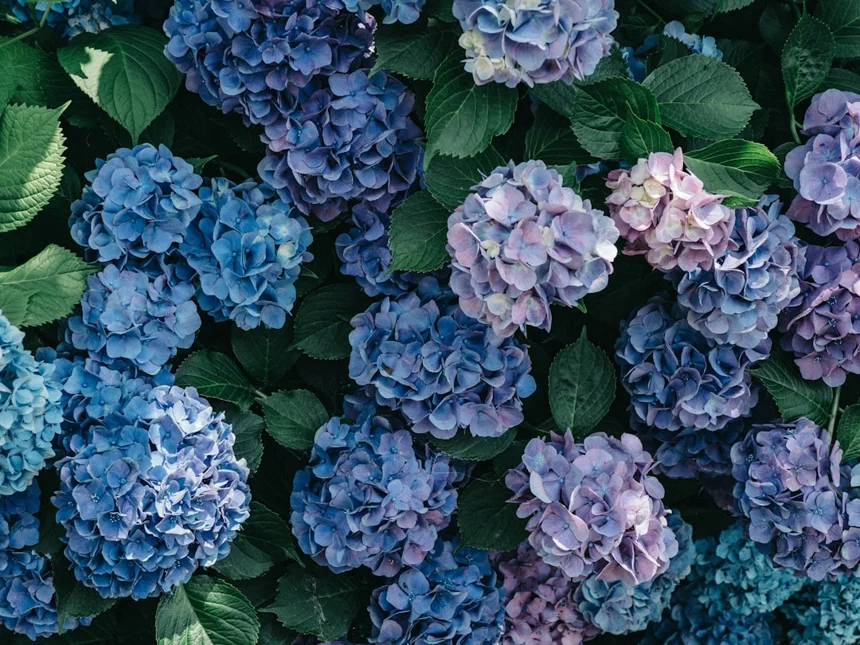 Hydrangea