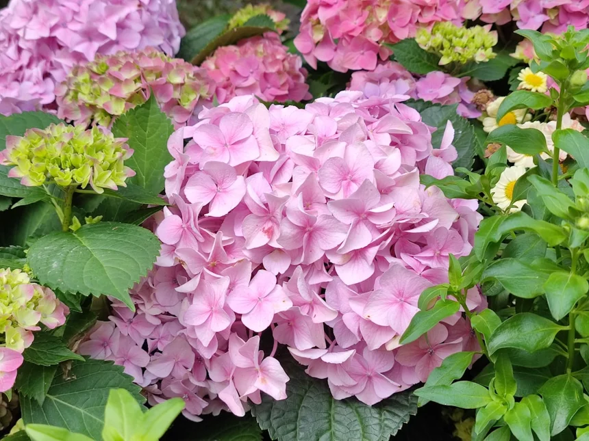 Hydrangea