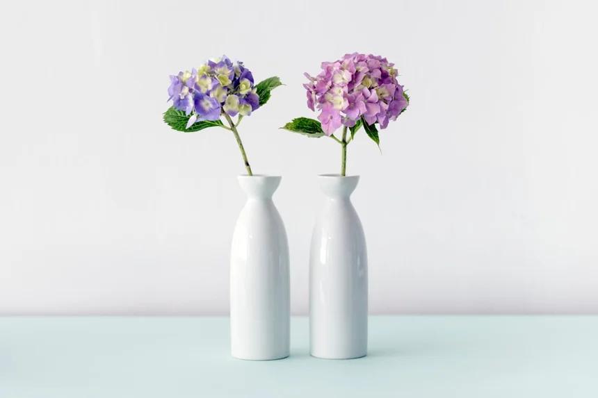 Hydrangea