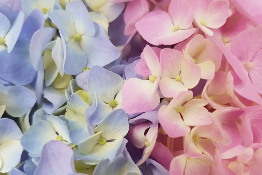 Hydrangea