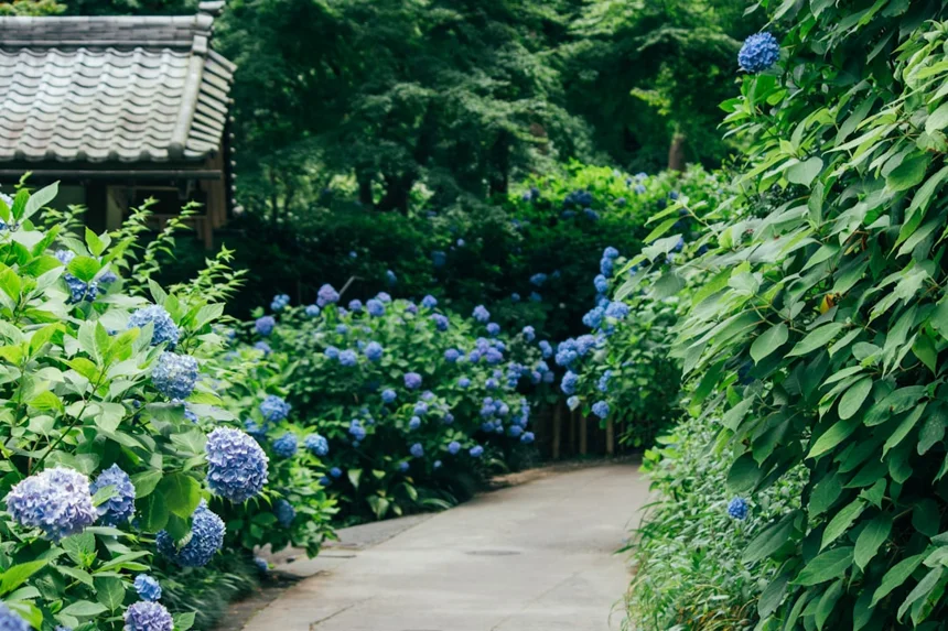 Hydrangea