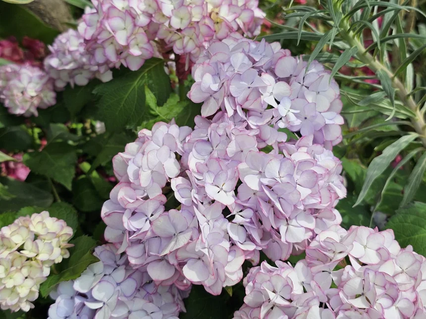 Hydrangea