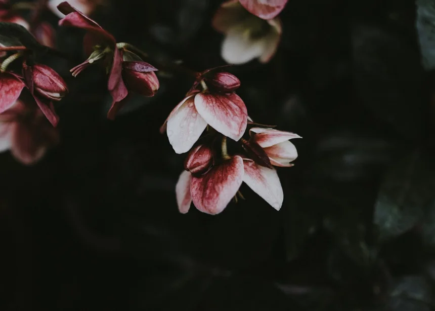 Jeju Blossom