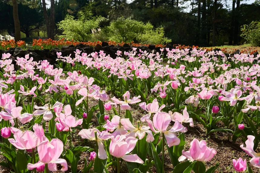 Jeju Flower