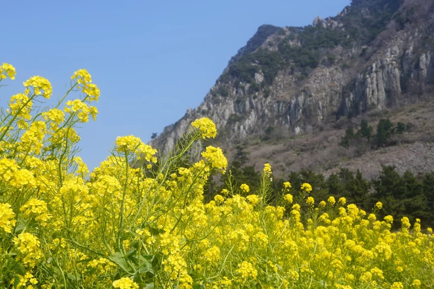 Jeju Garden