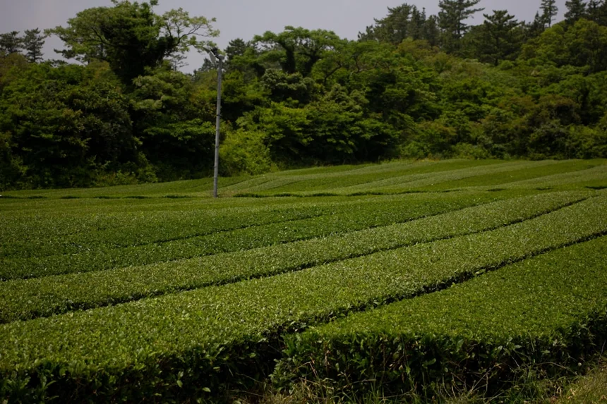 Jeju Green Tea Fields