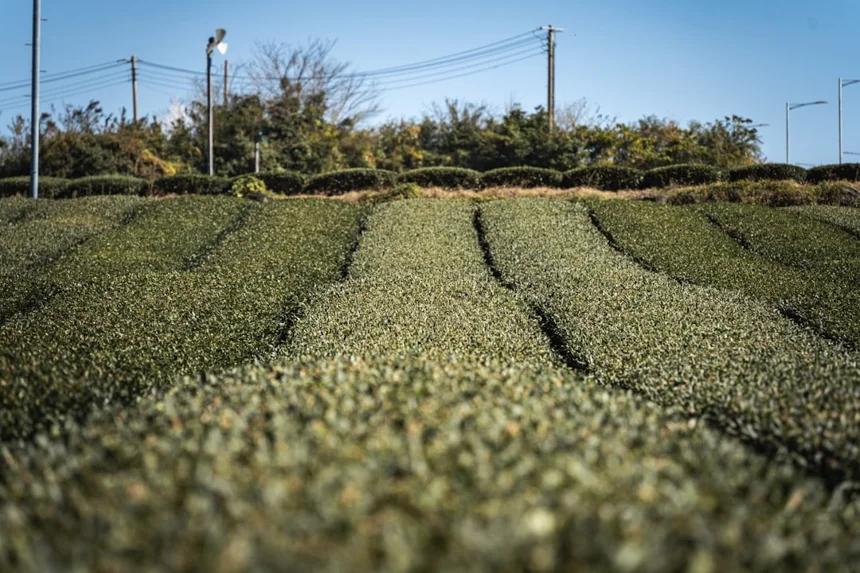 Jeju Green Tea